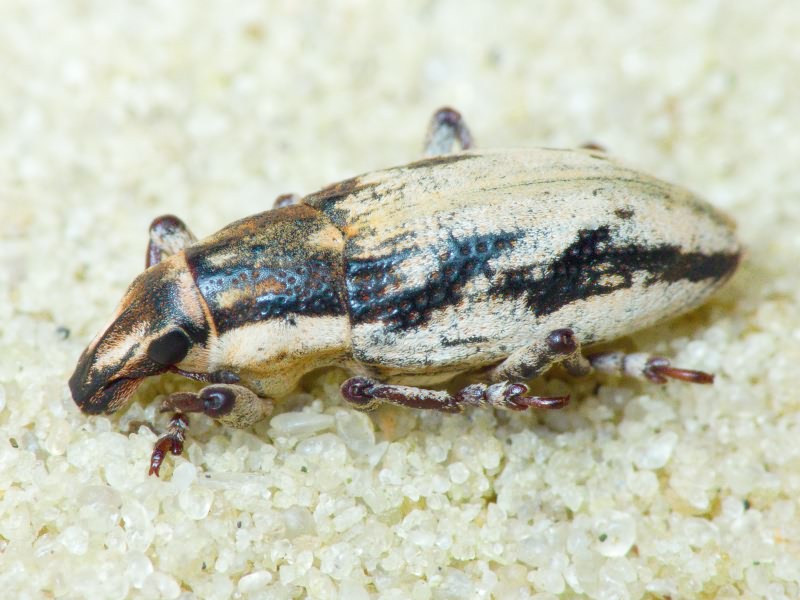 Bothynoderes declivis (Olivier, 1807)